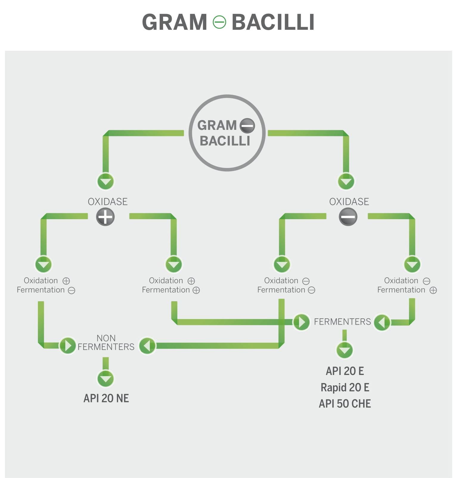 API (Analytical Profile Index) test methods for the identification of gram negative bacilli