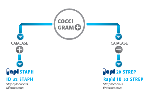 API (Analytical Profile Index) test for the identification of gram positive cocci