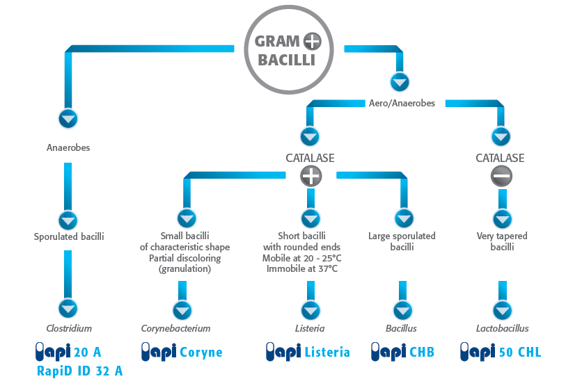 API for the identification of Gram positive bacilli