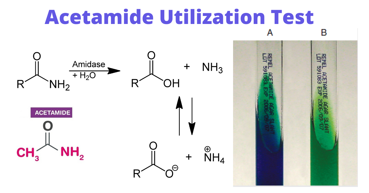 Acetamide utilization test - Acetamide utilization test (A: positive, B: negative)