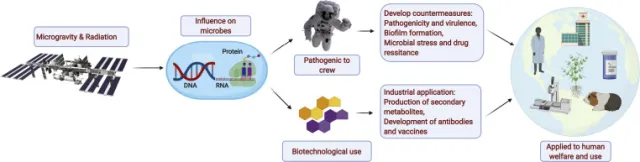 Graphical representation of effects of space in microbes and their importance - Graphical representation of advancement in space microbiology