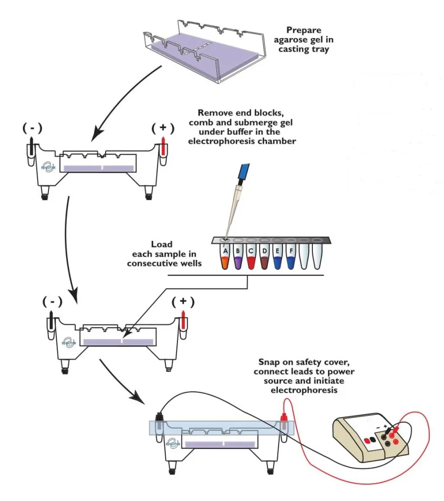 - Agarose gel electrophoresis experiment overview (Image Source: Ref-2)
