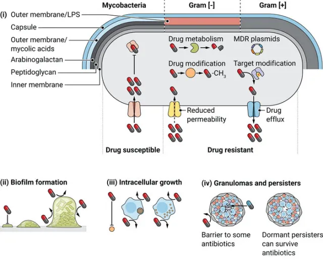 Mechanism of Antibiotic Resistance Development - Mechanism of Antibiotic Resistance Development
