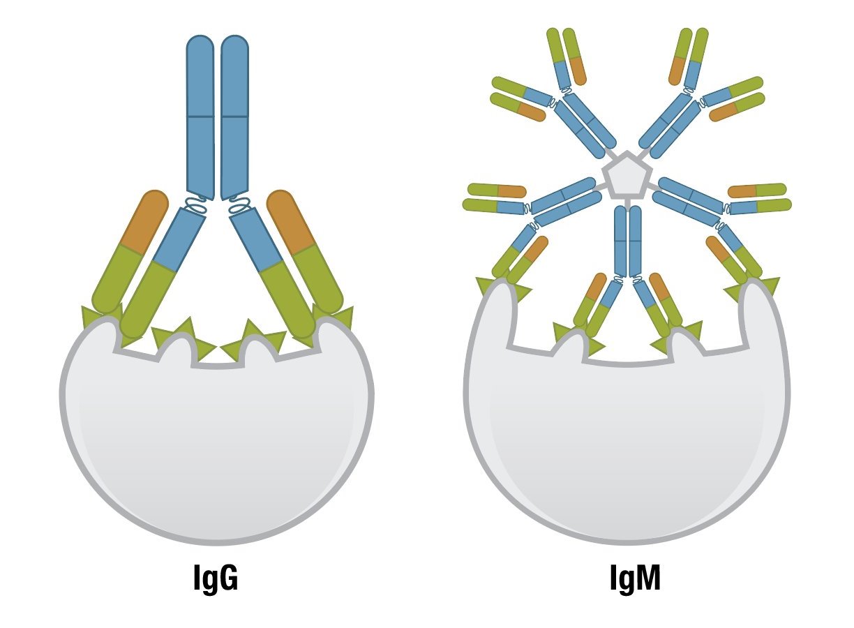 IgG has higher affinity but IgM has higher avidity because of its pentameric nature. - Each IgG antigen-binding site typically has a high affinity for its target. IgM typically has low-affinity antigen-binding sites, but the combined strength of all 10 sites (avidity) is high. Imagesource
