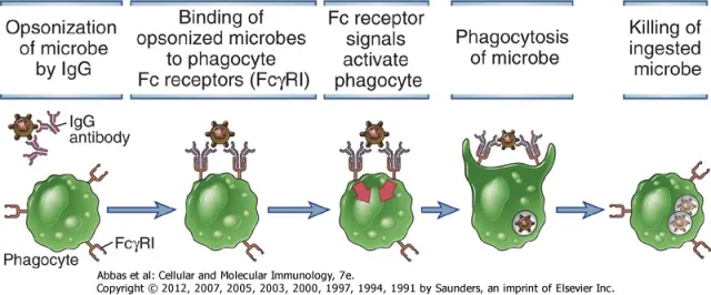 Antibody's function