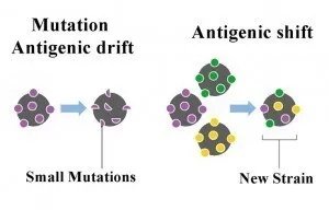 Antigenic Shift and Drift - Antigenic Shift and Drift