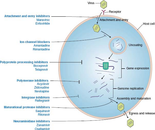 Mechanism of action of antiviral drugs - Figure:Antiviral drugs block various stages of viral replication.Source:https://basicmedicalkey.com/antiviral-agents-3/