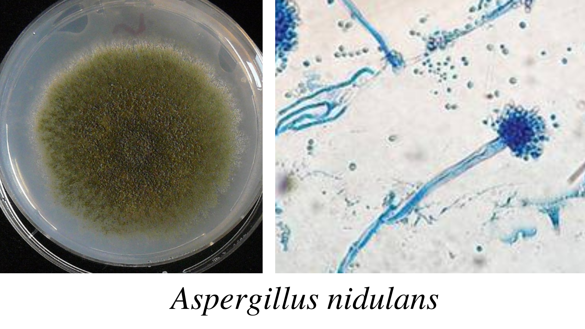 Aspergillus nidulans - Aspergillus nidulans
