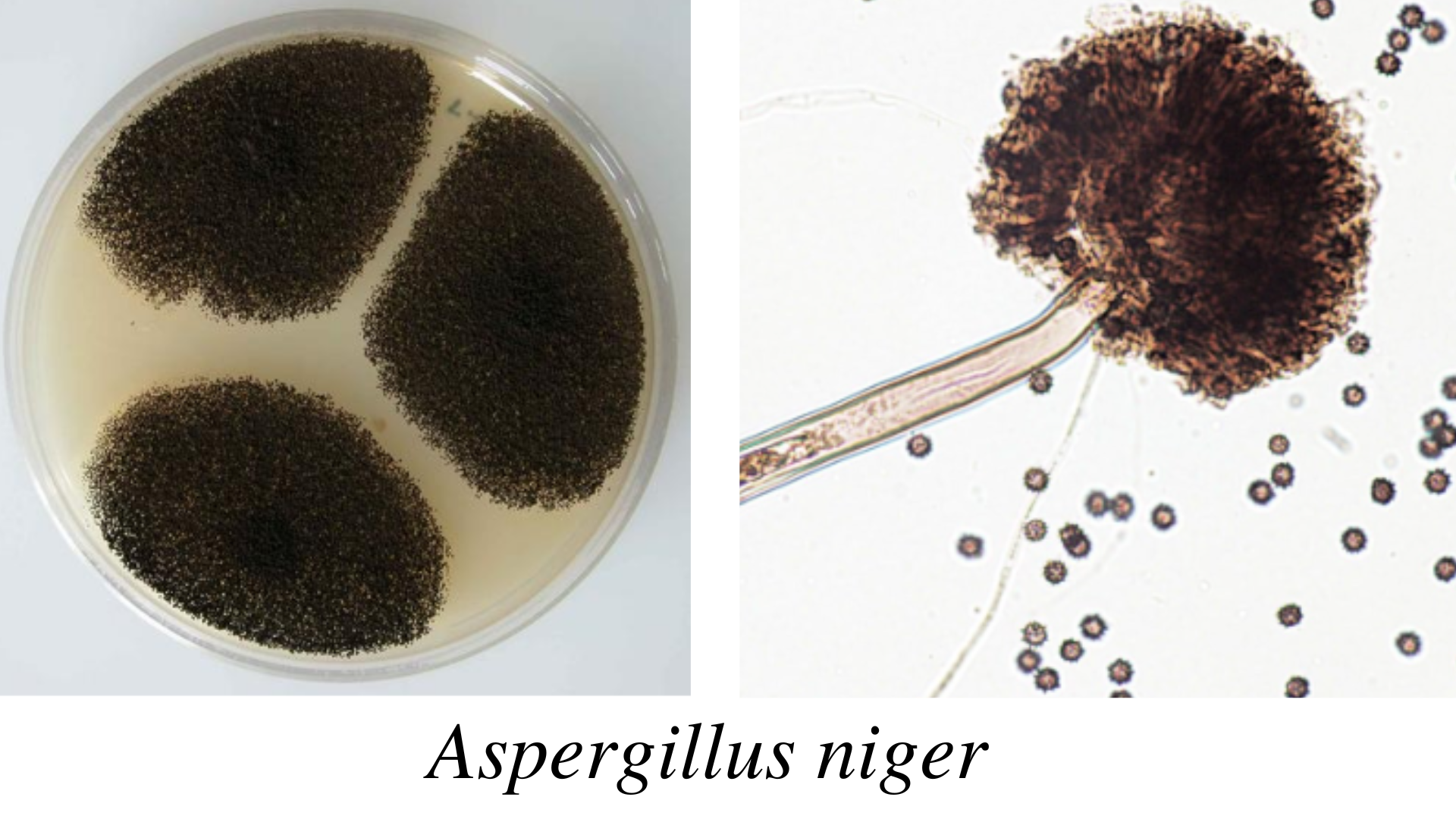 Aspergillus niger - Aspergillus niger
