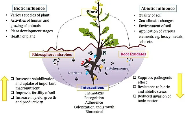 Microbes in agriculture - Associations in the rhizosphere between plant roots, microbes and root exudates