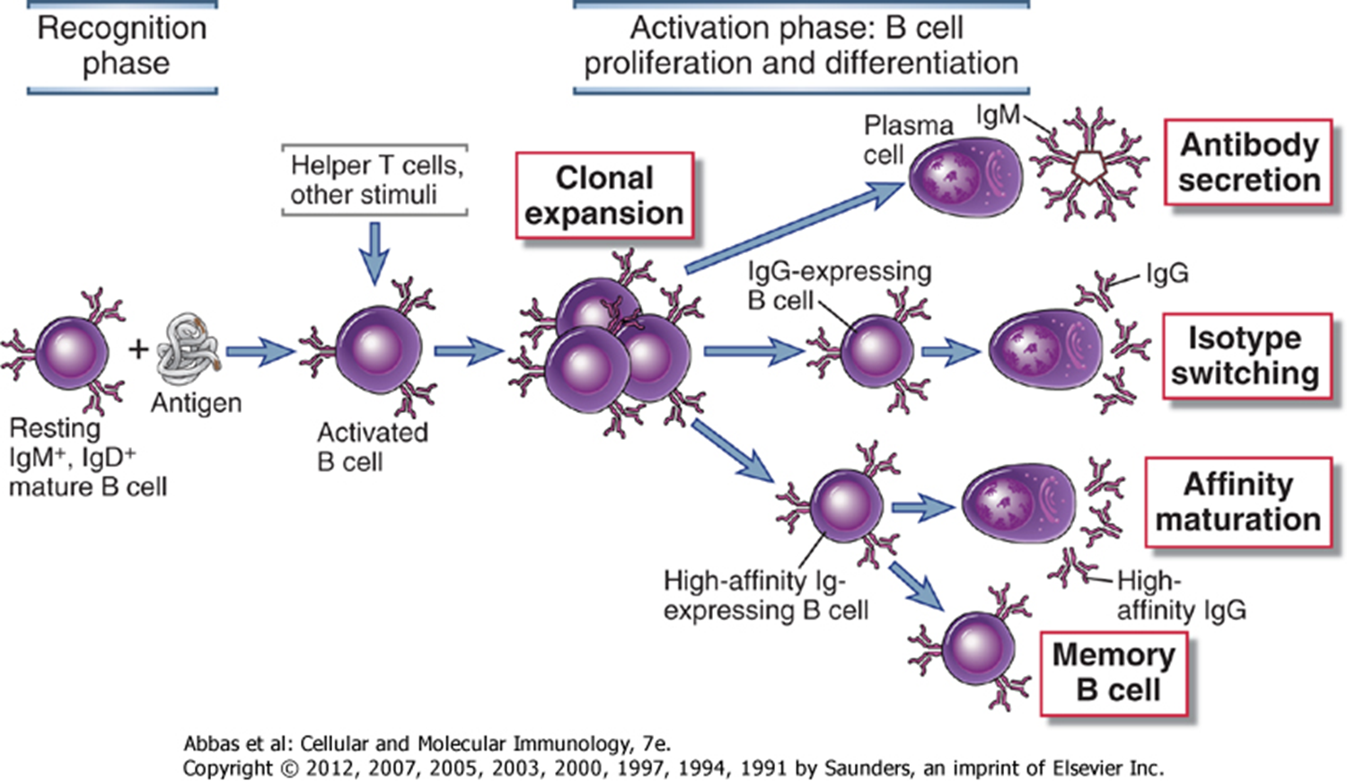 B Cell Activation and formation of Antibodies  (disease diagnosis) - B Cell Activation and formation of Antibodies(Image source: Abbas-Cellular and Molecular Immunology)