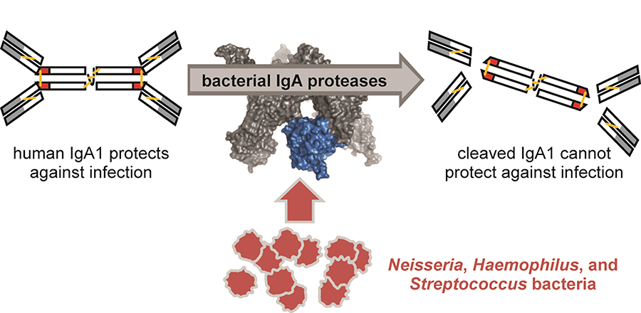 Bacterial IgA protease - Role of IgA protease (Image source: Tufts University)