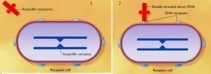 Bacterial transformation: Binding of DNA with DNA receptors - Bacterial transformation: Binding of DNA with DNA receptors