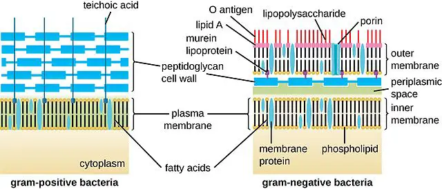  - Bacterial Cell Wall