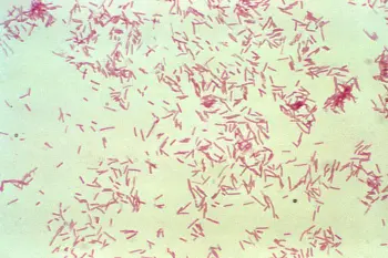 Gram-negative, Bacteroides fragilis subsp. fragilis - Gram-negative,Bacteroides fragilissubsp.fragilis(Image source: CDC/ Don Stalons)