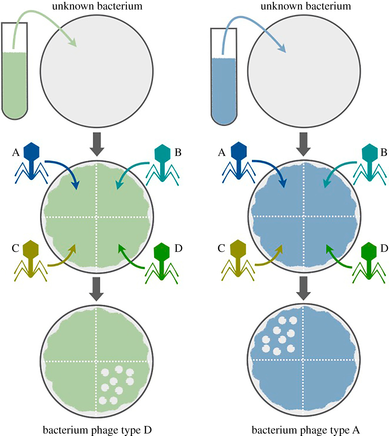 Bacteriophage typing method - Phage Typing Procedure (Image source: Ref-3)