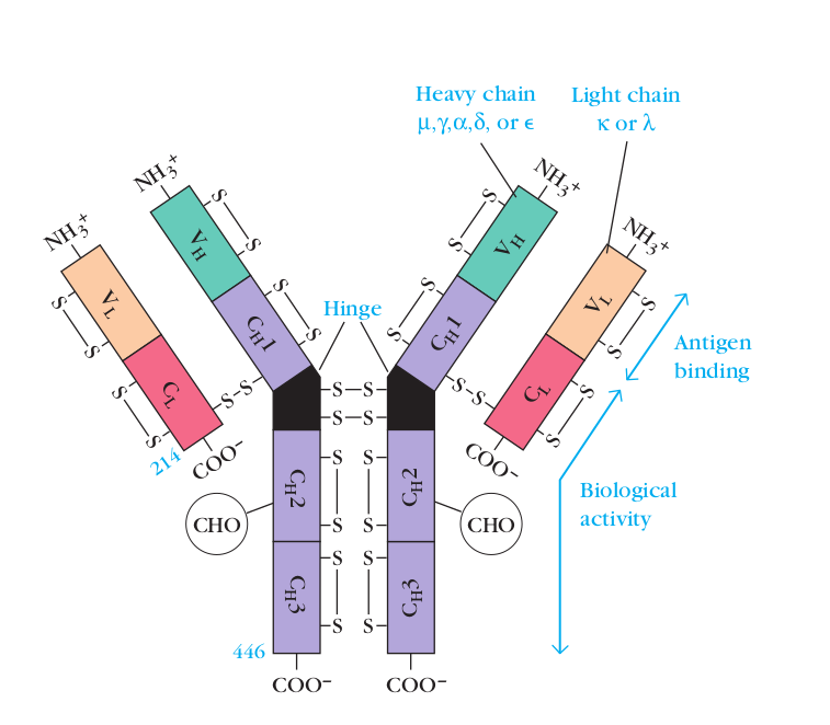 Basic structure of an Immunoglobulin - Schematic diagram of Immunoglobulin