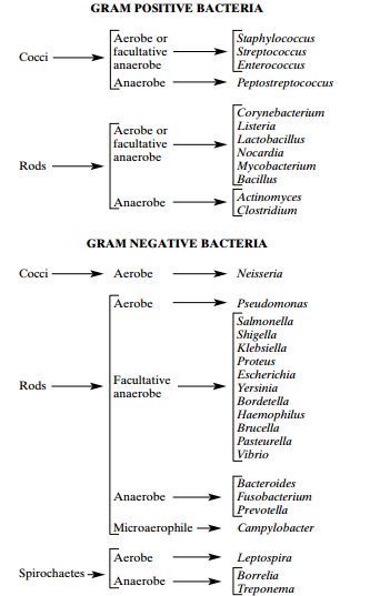 Basic classification of Medically Important Bacteria  - Basic classification of Medically Important Bacteria