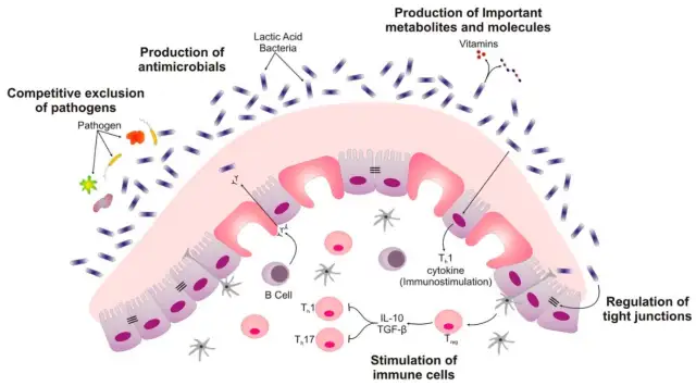 - Beneficial roles of lactic acid bacteria (Image source: Ref-1)