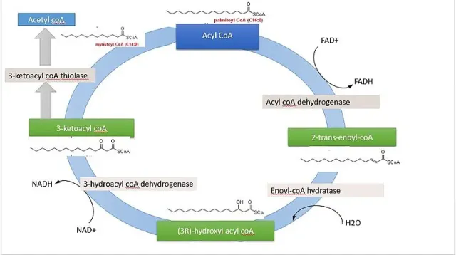 Beta oxidation of palmitic acid - Beta oxidation of palmitic acid
