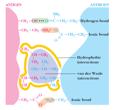Binding of epitope of an antigen with antigen binding site of an antibody - Interaction between antibody and antigen (Image source-Ref-2)