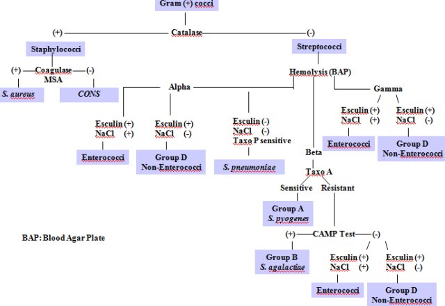 Overview of Biochemical tests for differentiating Gram positive cocci - Overview of Biochemical tests for differentiating Gram positive cocci