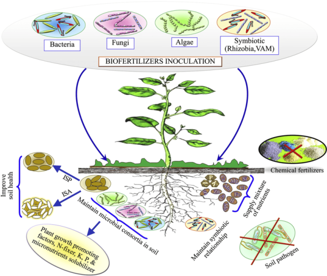 Influence of biofertilizers in plant growth  - Influence of biofertilizers on plant growth (Image source: Ref-3)