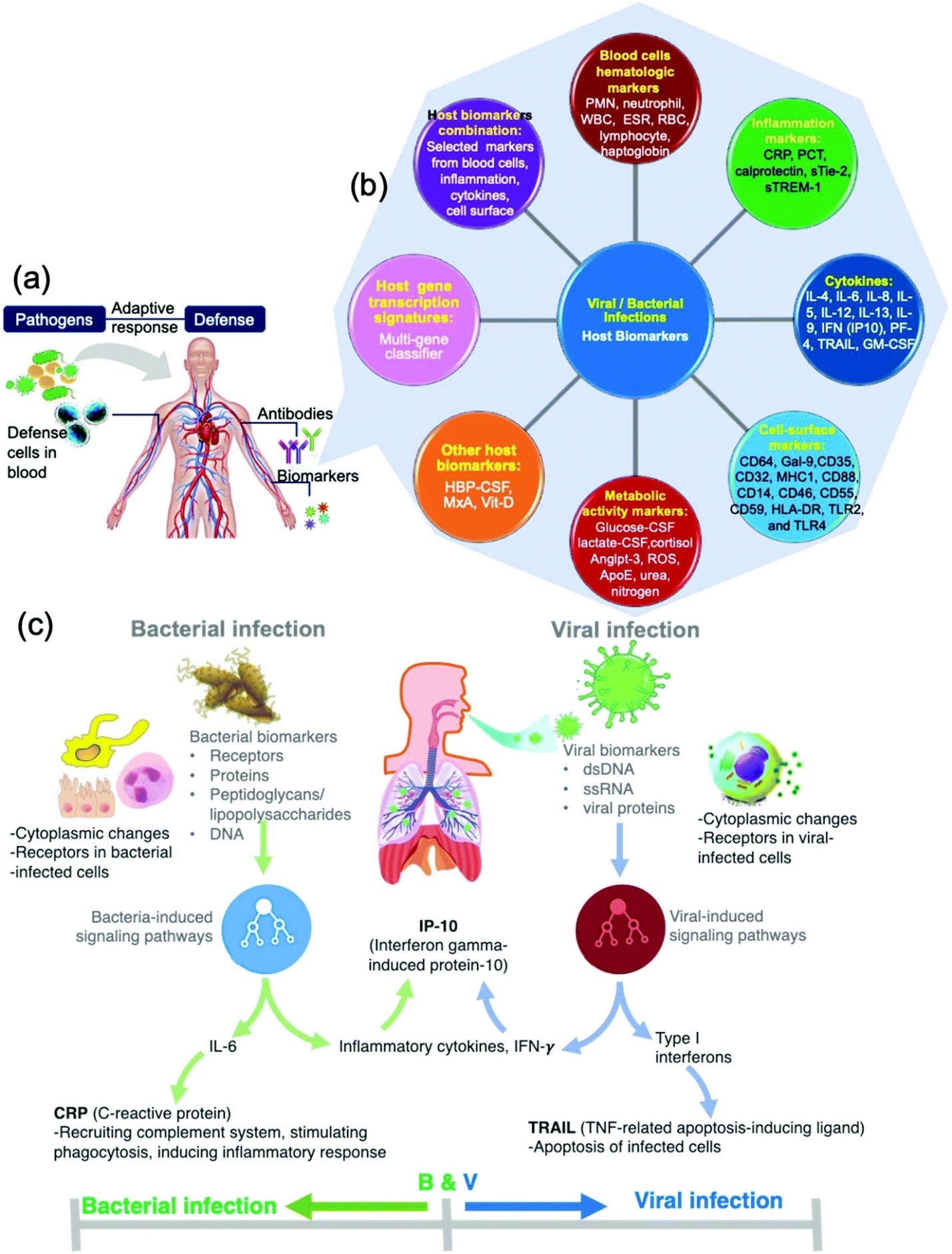 Different types of Biomarkers  - a) Host response on infection b) Host biomarkers of infection c) Biomarkers of bacterial and viral infectionImage source: (Qureshi & Niazi, 2020)