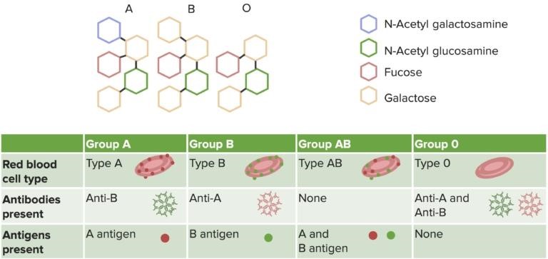 Hypersensitivity II blood transfusion reactions - Image source:https://www.lecturio.com/concepts/type-ii-hypersensitivity-reaction/