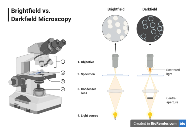 Components of Bright field microscope and difference in illumination with darkfield microscope.  - Components of Bright field microscope and difference in illumination with darkfield microscope.(Image source: Created with BioRender.com)