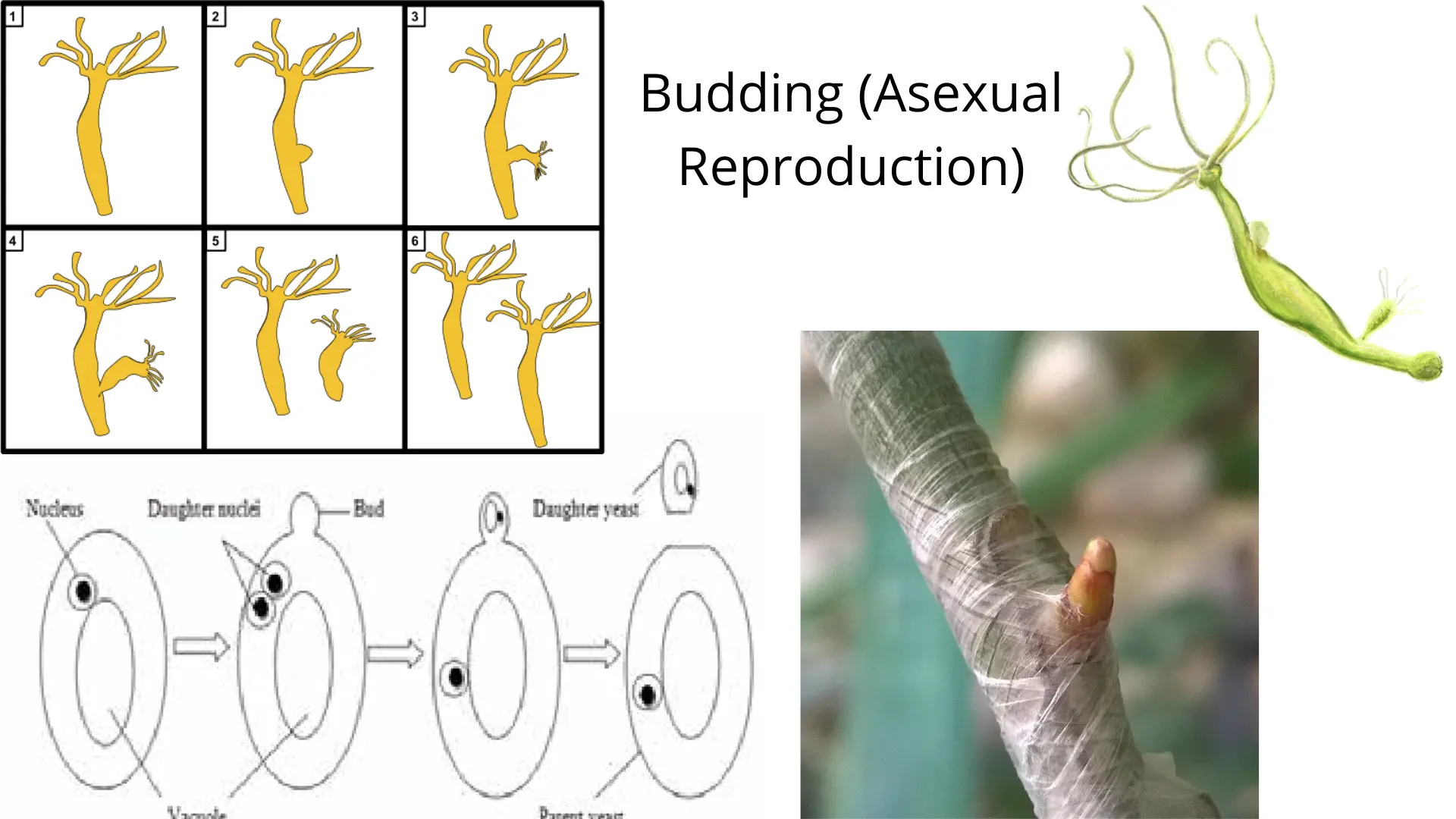 Budding (asexual reproduction)
