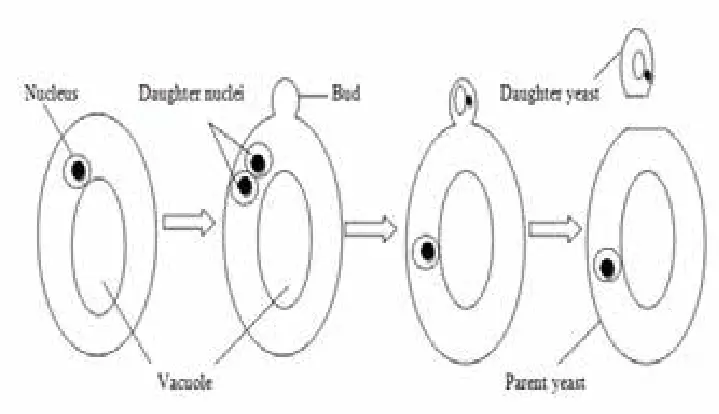  - Budding in Yeast Cell