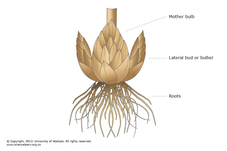 Bulbs vegetative propagation - Bulbs vegetative propagationImage source:Science Learning Hub – Pokapū Akoranga Pūtaiao, University of Waikato