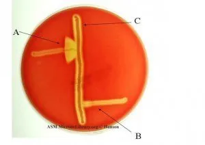 CAMP Test - CAMP test :A.Streptococcus agalactiae(positive)B.Streptococcus pyogenes(Negative)Image Source: ASM