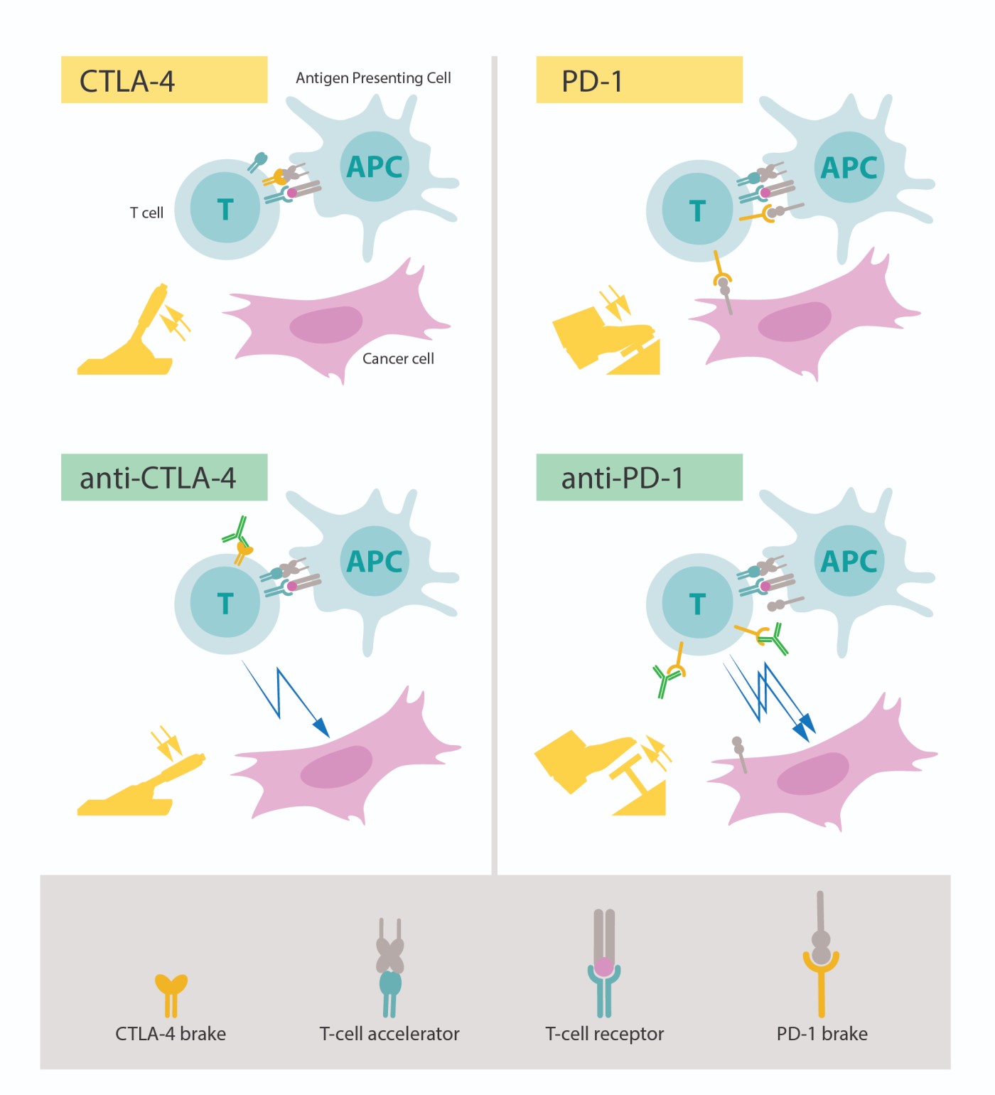  - Figure: Upper left:Activation of T cells requires that the T-cell receptor binds to structures on other immune cells recognized as ”non-self”. A protein functioning as a T-cell accelerator is also required for T cell activation. CTLA- 4 functions as a brake on T cells that inhibits the function of the accelerator.Lower left:Antibodies (green) against CTLA-4 block the function of the brake leading to activation of T cells and attack on cancer cells.Upper right:PD-1 is another T-cell brake that inhibits T-cell activation.Lower right:Antibodies against PD-1 inhibit the function of the brake leading to activation of T cells and highly efficient attack on cancer cells.(Image source:nobelprize.org)