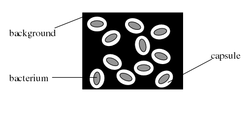 Capsule stain - Capsule Staining(source-microbugz)
