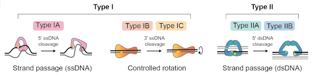 Illustration showing the Catalytic mechanisms of Topoisomerase - Illustration showing the Catalytic mechanisms of Topoisomerases