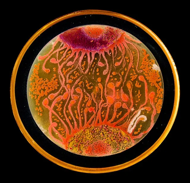 ASM agar art contests' people choice award winner, 2015  - “Cell to Cell” by microbiologists Mehmet Berkmen and Maria Peñil from Massachusetts won the “People’s Choice” award in the American Society of Microbiology’s 2015 Agar Art Contest.