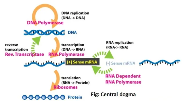 Central Dogma of Molecular Biology - Central Dogma