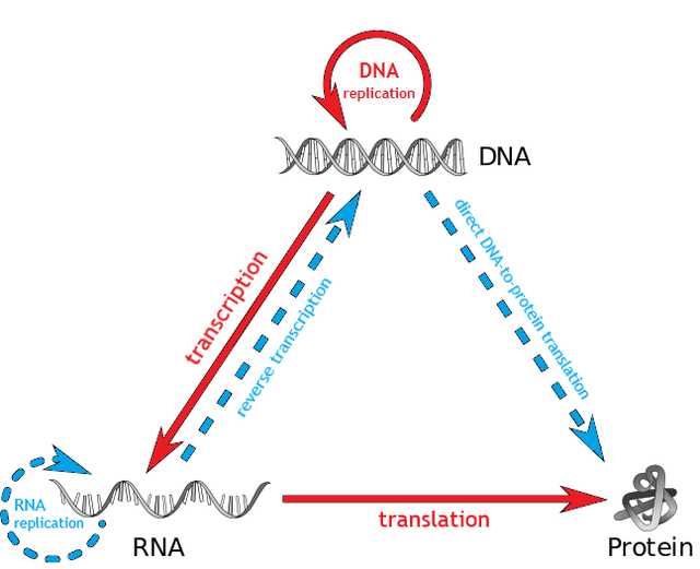  - Central dogma of molecular biology