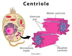 Centriole - Centriole and its different parts