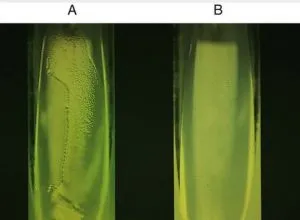 Cetrimide Agar A. Positive, B. Negative - Cetrimide AgarA. Positive, B. Negative