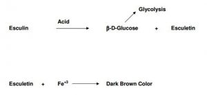 Fig: Chemical Reaction of the Bile Esculin Test  - Fig: Chemical Reaction of the Bile Esculin Test