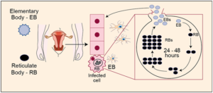 Life Cycle of Chlamydia-trachomatis - Life Cycle ofChlamydia trachomatis
