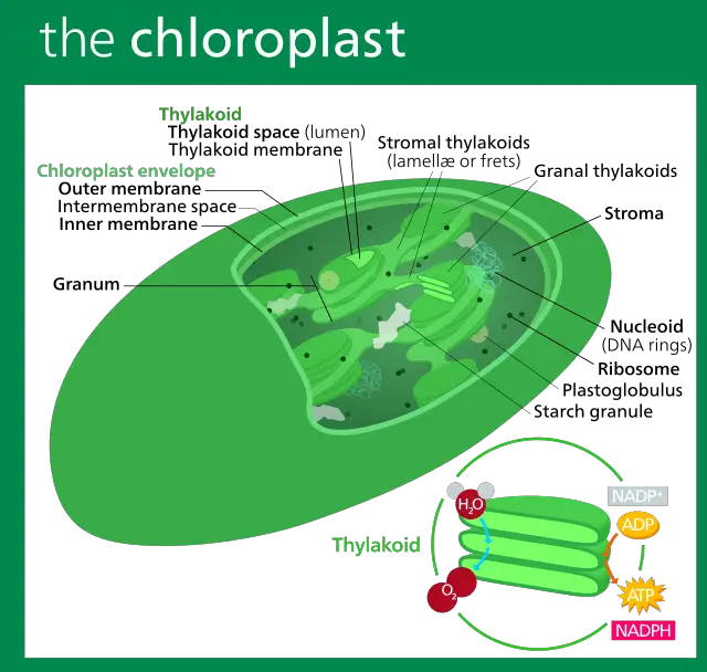 Chloroplast - Structure of ChloroplastsImage source:Chloroplast II