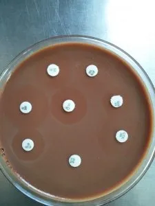 Anti-microbial Sensitivity Testing of H. influenzae in Chocolate Agar - Anti-microbial sensitivity testing ofH. influenzaein Chocolate Agar