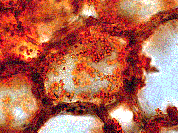 Chromoplast - Image Source:Chromoplasts in Black pepper