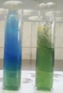 Citrate Test Right: Negative Left: Positive - Citrate TestRight: NegativeLeft: Positive