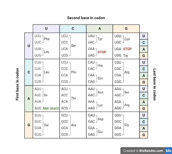 Codon Chart (central dogma and genetic code) - Codon Chart