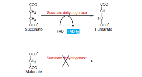  - The attachment of malonate to the enzyme succinate dehydrogenase prevents the attachment of succinate and, thus, the conversion of succinate to fumarate.